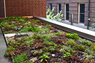 JRA_UIUC Lincoln Hall Courtyard_GreenRoof 2